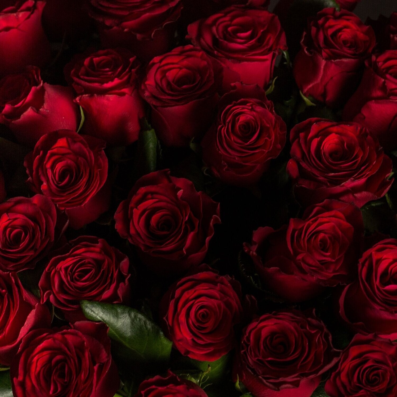 rose rosse