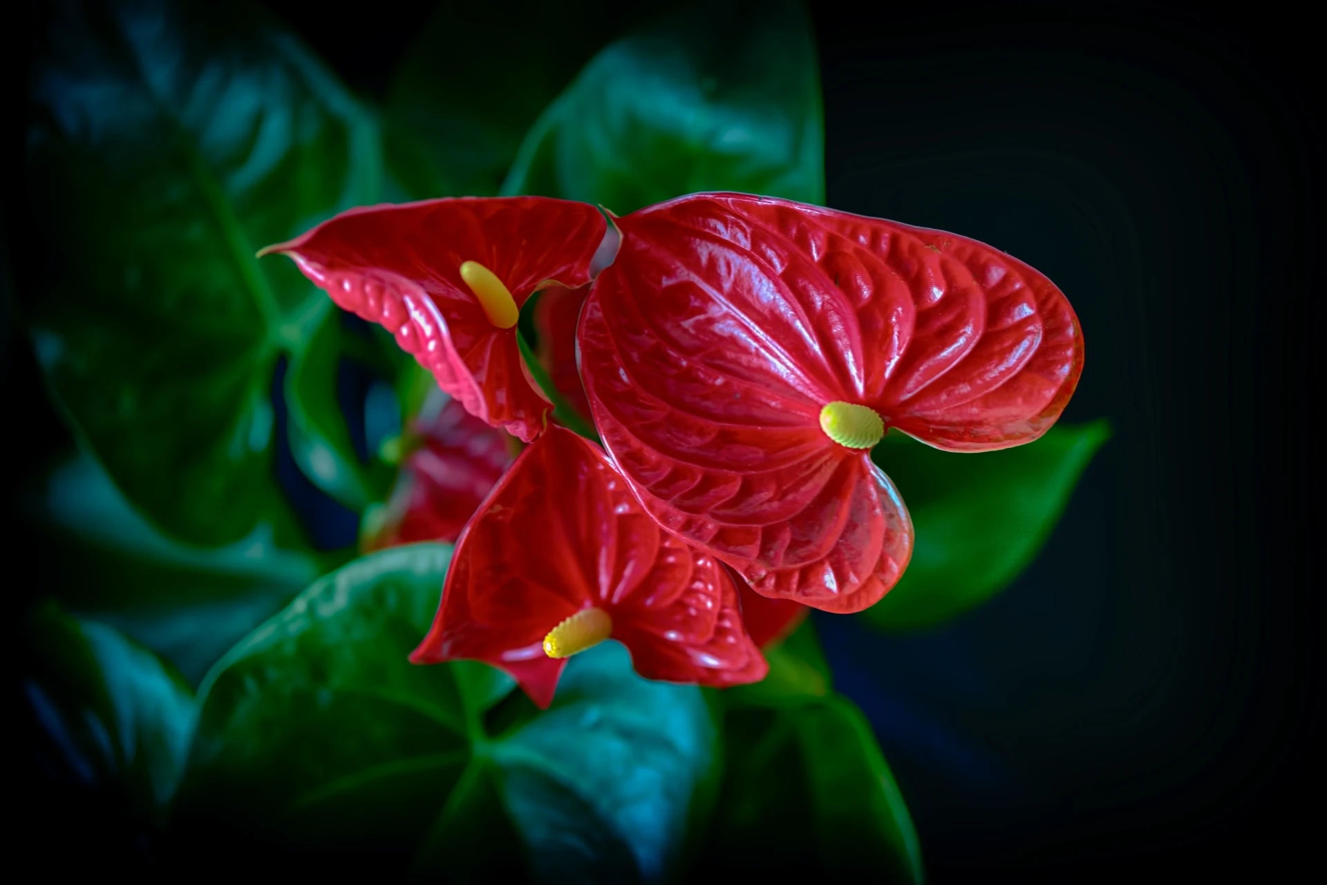 MILANO BLOOM - BD FIORISTA
